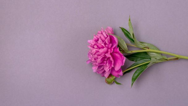 Pink Peony on Gray Background Blank or banner for advertising text Holiday banner Gift certificate Business card. Mother day Top View - 写真・画像