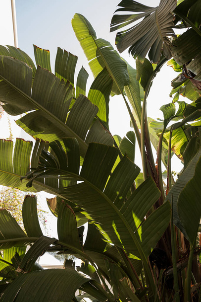 Kokosové palmové listy. Krásné letní exotické tropické přírodní pozadí. Letní cestování, dovolená koncept. - Fotografie, Obrázek