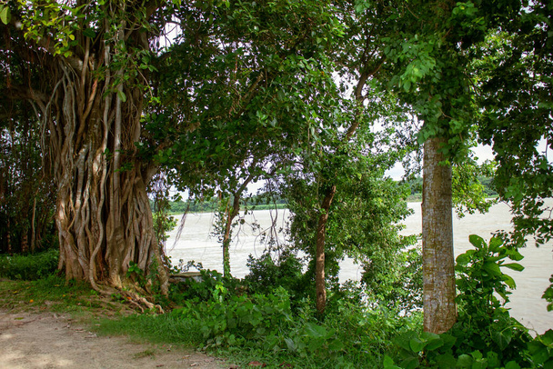 Obraz korzeni dużego drzewa Banyan wzdłuż rzeki. Drzewo banyan w Bangladeszu (Ficus benhalensis). - Zdjęcie, obraz