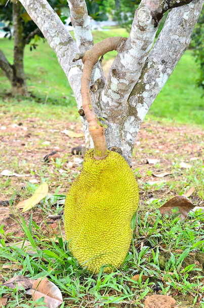 papájí na stromě - Fotografie, Obrázek