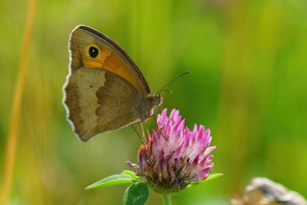Крупный план на лугу коричневая бабочка, Maniola jurtina, с закрытыми крыльями на зеленом размытом фоне - Фото, изображение
