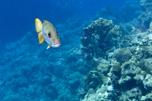 甘い唇魚黄色とグレー サンゴ礁背景で - 写真・画像