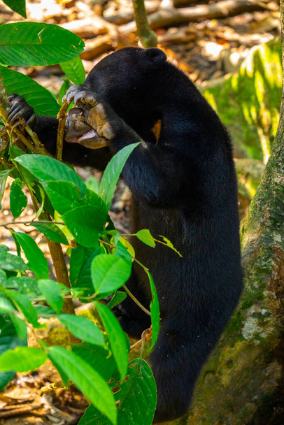 Zwierzęta chronione, niedźwiedzie malajskie, Sandakan, Sabah, Borneo, Malezja - Zdjęcie, obraz