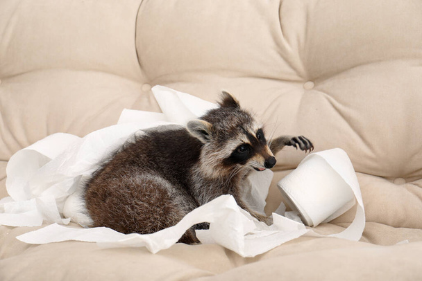 Cute mischievous raccoon playing with toilet paper on sofa - Foto, afbeelding