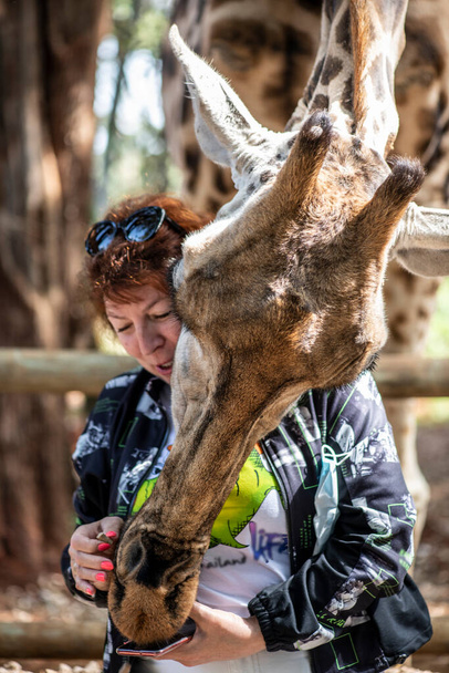 Touristin füttert wilde Giraffen, die aus dem Wald ins Hotel kamen  - Foto, Bild