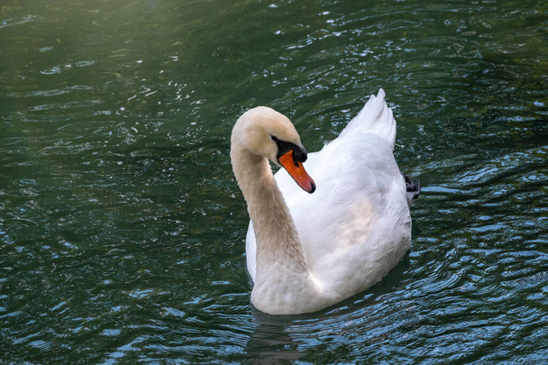 A graceful white swan swimming on a lake with dark green water. The white swan is reflected in the water. The mute swan, Cygnus olor - Fotoğraf, Görsel