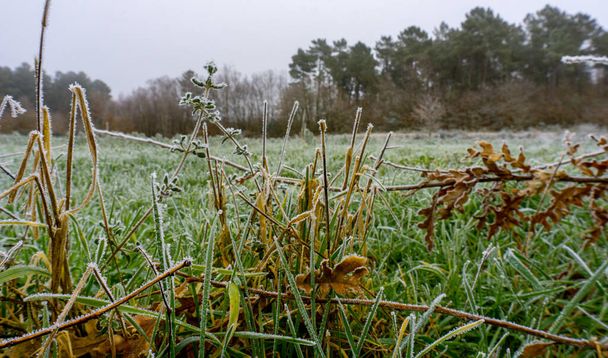 Geçen sonbahardan kalma yapraklar ve don tarafından dondurulmuş çimlerle kışın çayır. - Fotoğraf, Görsel