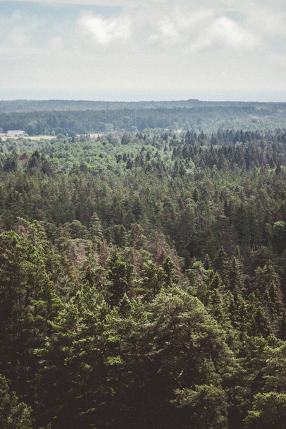 Sisli bir sabahta sisli bir orman. Ufuk çizgisinde. Ladin ve çam ağacı ormanı soyut doku arka planı - Fotoğraf, Görsel