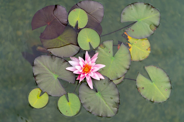 Różowy kwiat lotosu lub lilie wodne i jego zielone liście na powierzchni wody - Zdjęcie, obraz