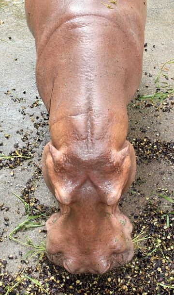 Hippopotame manger de l'herbe
  - Photo, image