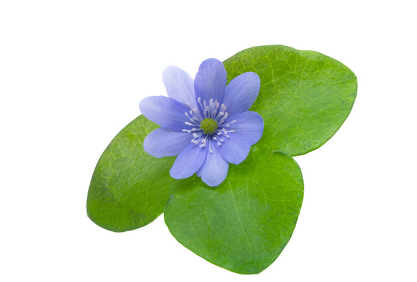 Hepatica Nobilis - first Spring flower isolated on white background - Foto, afbeelding