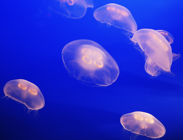 The few small translucent jellyfish  - Φωτογραφία, εικόνα
