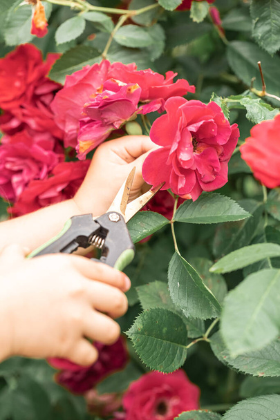 Childrens hands with scissors to care for the garden cut the rose bush. Blossoming gardens, caring for them - Fotoğraf, Görsel
