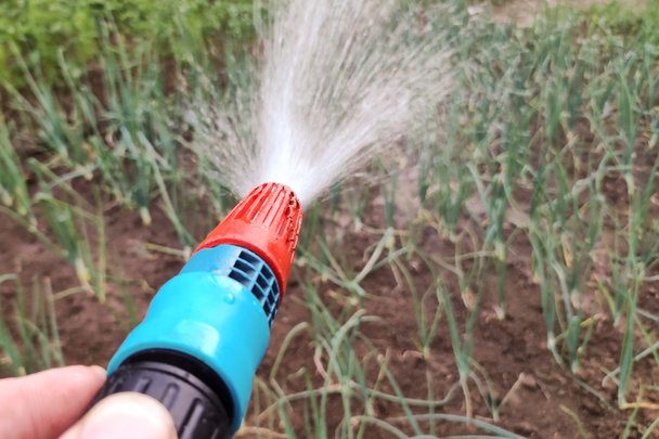 Водяний шланг поливає овочі та рослини в саду під час спекотних днів і посухи
 - Фото, зображення