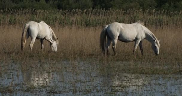 White Camargue horse, Camargue, França - Filmagem, Vídeo