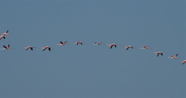 Greater Flamingos, Phoenicopterus roseus,Pont De Gau,Camargue, France - Кадри, відео