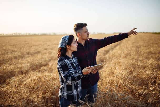 Um homem e uma mulher agricultores estão num campo de trigo maduro com uma tábua. Conceito de colheita madura. Dois agrônomos estão verificando a colheita. O homem mostra a colheita - Foto, Imagem