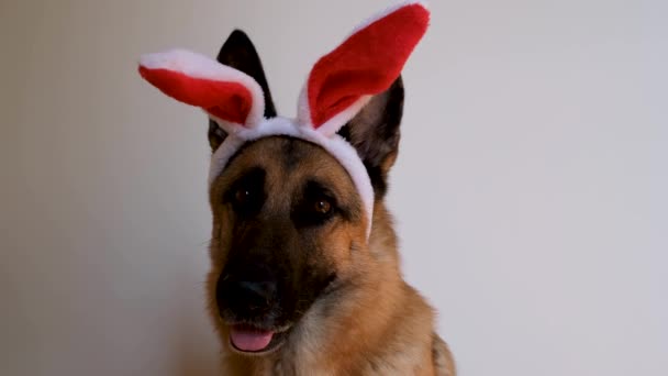 Duitse herder met rode paashaas oren zit op een witte achtergrond, kijkt aandachtig en glimlachend. Minimalistisch horizontaal 4K beeldmateriaal voor het vieren van katholiek Pasen. Hond met grote haas oren. - Video