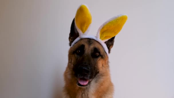 Duitse herder met gele paashaas oren zit op witte achtergrond, kijkt aandachtig en glimlacht. Minimalistisch horizontaal 4K beeldmateriaal voor het vieren van katholiek Pasen. Hond met grote haas oren. - Video