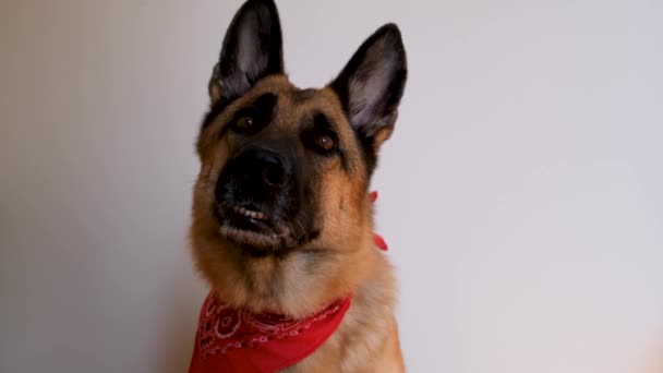 Schäferhund trägt rotes Kopftuch und lächelt. Hund mit Verband um den Hals sitzt auf weißem Grund und blickt vorsichtig voraus. Charmanter süßer Schäferhund im Kostüm. - Filmmaterial, Video