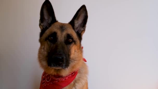 Owczarek niemiecki nosi czerwoną bandanę i uśmiecha się. Pies z bandażem na szyi siedzi na białym tle i uważnie patrzy przed siebie. Uroczy uroczy pies pasterski w kostiumie. - Materiał filmowy, wideo