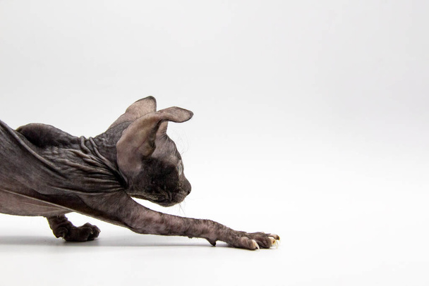 Szary kotek sfinks w ruchu od lewej do prawej biały tło. - Zdjęcie, obraz
