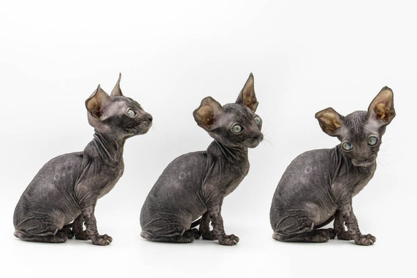 Set of photos of gray kitten sphynx on the white background. - Valokuva, kuva