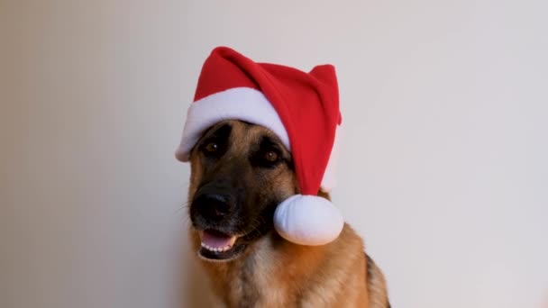 Yatay görüntü. Yeni yıl kartı animasyonunu tebrik ederim. Alman çoban köpeği kırmızı Noel Baba şapkası takıyor. Noel şapkalı köpek stüdyoda beyaz arka planda oturuyor ve gülümsüyor.. - Video, Çekim
