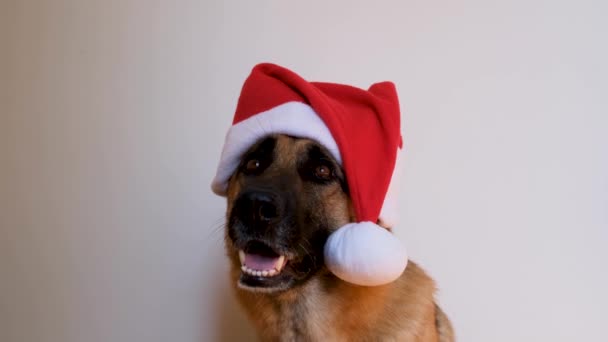 Yatay görüntü. Yeni yıl kartı animasyonunu tebrik ederim. Alman çoban köpeği kırmızı Noel Baba şapkası takıyor. Noel şapkalı köpek stüdyoda beyaz arka planda oturuyor ve gülümsüyor.. - Video, Çekim