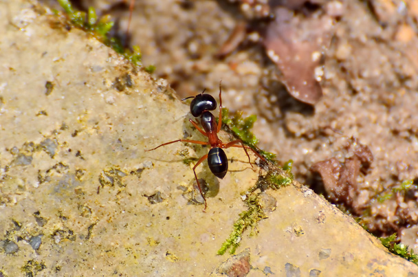 La hormiga de madera roja (Formica Rufa). Cierre con DOF poco profundo
. - Foto, Imagen