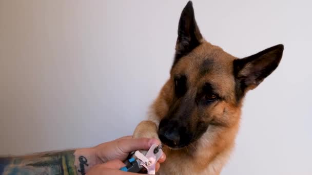 Monthly pet care and grooming at home. Owner cuts claws of German Shepherd on white background. Hold the dogs paw and cut claws with special scissors and forceps. - Footage, Video