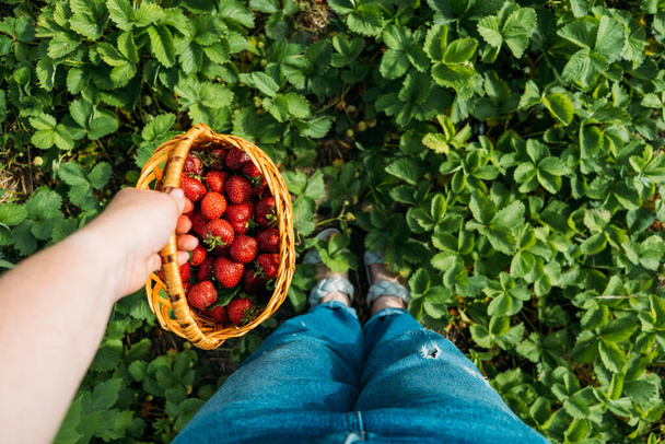 Πεδίο φράουλας σε αγρόκτημα φρούτων. Φρέσκια ώριμη βιολογική φράουλα στο καλάθι. Συγκομιδή σε φάρμα φράουλας, φυτεία μούρου. Φράουλες έτοιμες για εξαγωγή. - Φωτογραφία, εικόνα