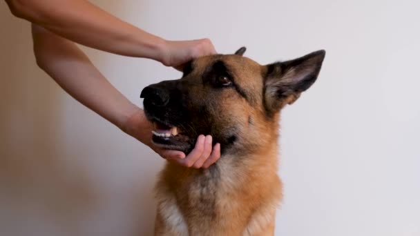 Tulajdonos tisztítja a kutyák fülét pamut tamponnal és speciális tisztítószerrel otthon. Napi kisállat ápolási eljárás. Tiszta fül német juhász női kézzel. - Felvétel, videó