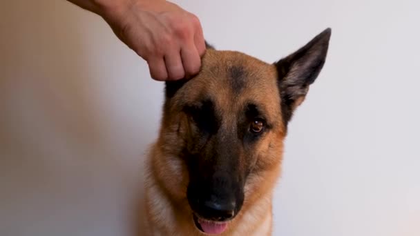 Sahibi evde köpek kulaklarını pamuk çubuğu ve özel temizlik malzemesi ile temizliyor. Günlük hayvan bakımı bakım prosedürü. Erkek eli ile Alman Çoban Köpeğinin temiz kulağı. - Video, Çekim
