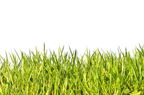 Hierba verde aislada sobre fondo blanco - Foto, Imagen