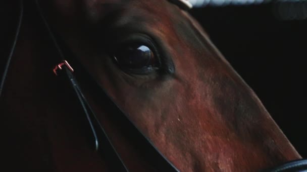 Sello de caballo marrón con los ojos negros en el caballo de carrera estable - Vista de cerca - Imágenes, Vídeo