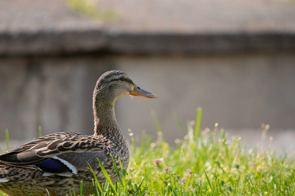 kaczki wygrzewają się w słońcu na zielonym trawniku wiosną, pierwsze ciepłe słońce dla kaczek - Zdjęcie, obraz