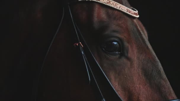 Σφραγίστε Brown Horse με μαύρα μάτια φορώντας όμορφα κοσμήματα στέκεται στο στάβλο - Πλάνα, βίντεο