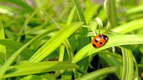 ladybug on green nature background - Photo, Image