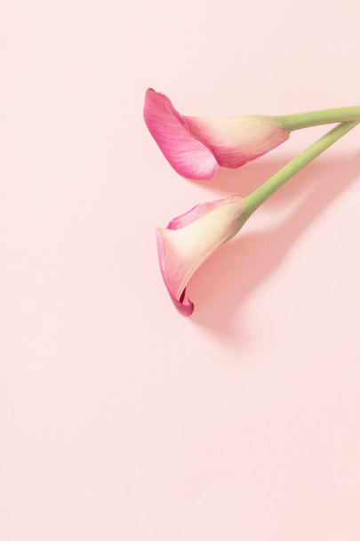 beautiful flowers of calla lily on paper background - Foto, Imagen