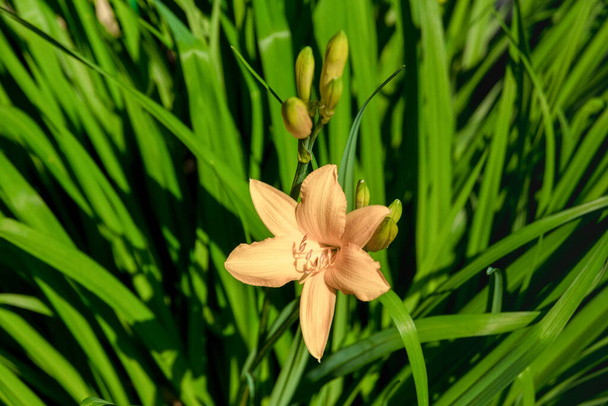 Schöne Hemerocallis, gelbe Blume - Foto, Bild