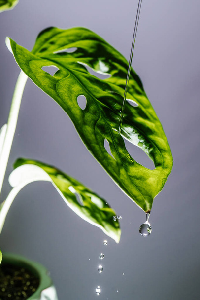 Drops drip on the leaves of domestic plants. - Foto, Bild