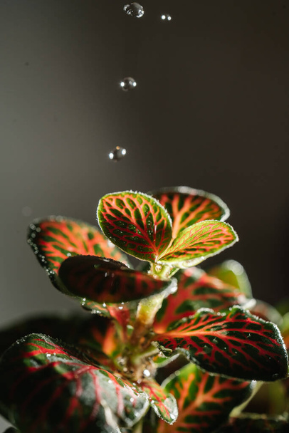 Drops drip on the leaves of domestic plants. - 写真・画像