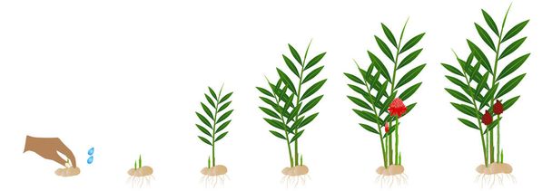 Cyclus groei van etlingera gember plant uit de wortelstok op een witte achtergrond. - Vector, afbeelding