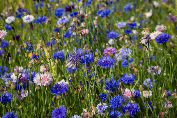 Blaue Blumen Kornblumen im Garten. Kornblume im Blumenbeet. Sommerblaue Wildblume. Kornblumen. - Foto, Bild