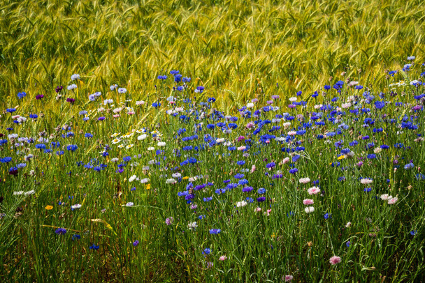 Kék virágok búzavirág a kertben. Kukoricavirág a virágágyásban. Nyári kék vadvirág. búzavirág. - Fotó, kép