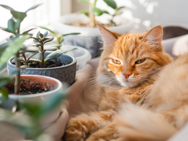 Cute ginger cat sleeps on window sill among flower pots with houseplants. Fluffy domestic animal near succulent Crassula plants. Cozy home lit with sunlight. - Foto, afbeelding