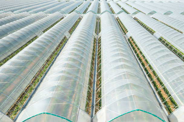 Skleníky v řadách pokryté průhlednou fólií pro pěstování zeleniny. - Fotografie, Obrázek