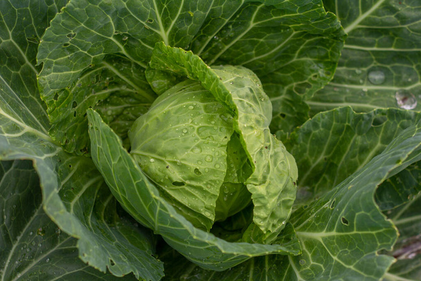 Cabbage grows in the garden. Agricultural industry. Growing cabbage - Photo, Image