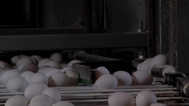 Drůbeží farma, Automated Conveyor for the Movement of Fresh Chicken Eggs, Industrial Egg Production Line. Zavřít.   - Záběry, video
